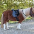 Saddle Set Economy Pony