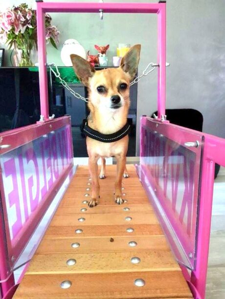 The Firepaw Mini Dogs Treadmill