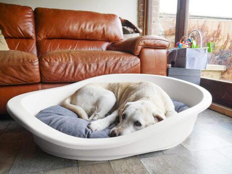 Rosewood Sonny Plastic Dog Bed Cream
