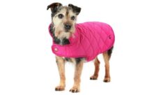 Clothing & Accessories for Dogs