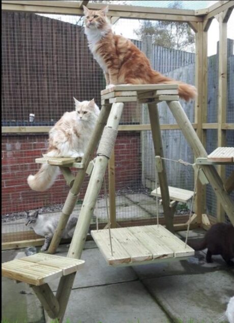 The Pyramid Outdoor Cat tree