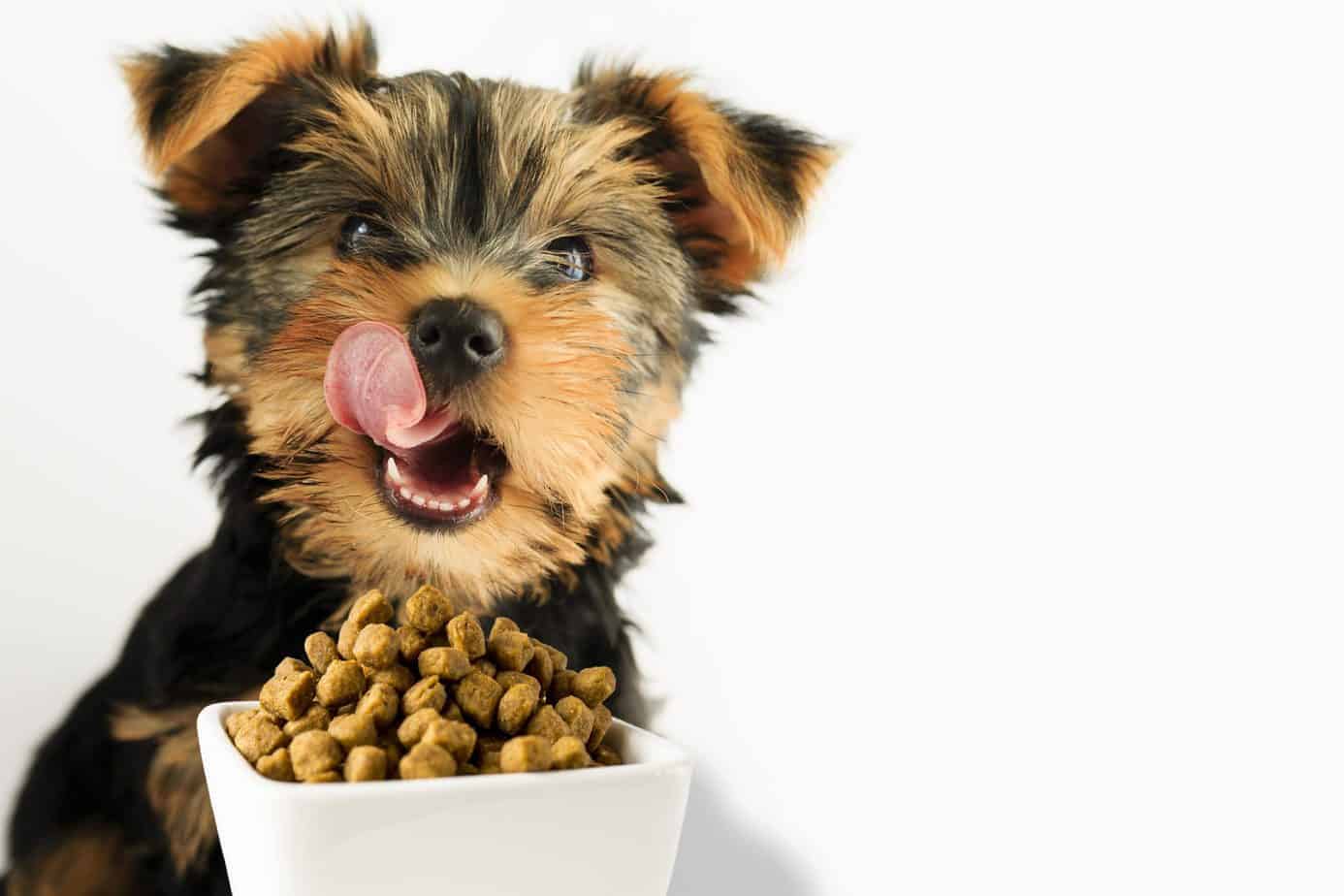 Yorkie quality dog food scaled 1 - Food Subscriptions