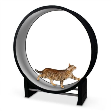 Cat In Motion Wheel (Black & Grey)