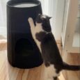 The Cat Barrel BOHO