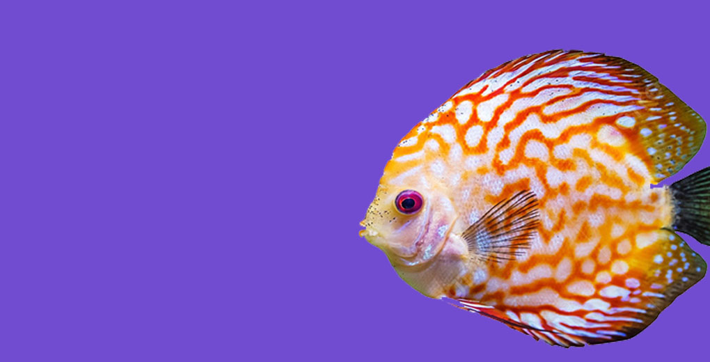 to Pet Palace Petpalace.uk