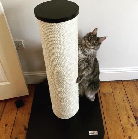 The Big Coony Scratcher