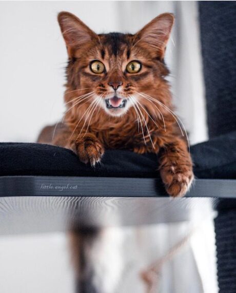 The Maine Coon Lounger De Luxe (Blackline)