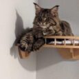 RSH – Cat Corner Shelf (Light)