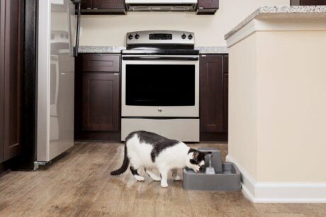 Drinkwell® 3.7 Litre Pet Fountain