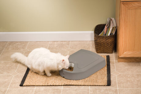 Petsafe® Eatwell® 5 Meal Pet Feeder