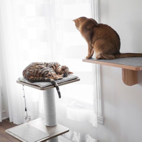 BeOneBreed Katt3EVO Classic (Grey)