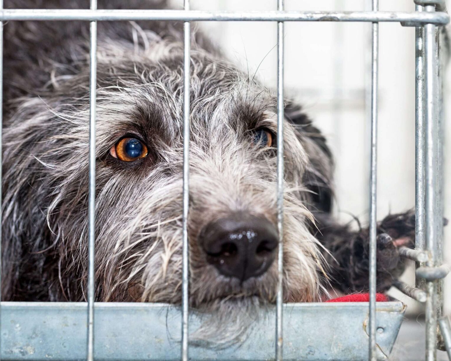 sad rescue dog 2048x1639 1 1530x1224 - Examining the Ethics of Crate Training Puppies: Is it Cruel or Beneficial?"