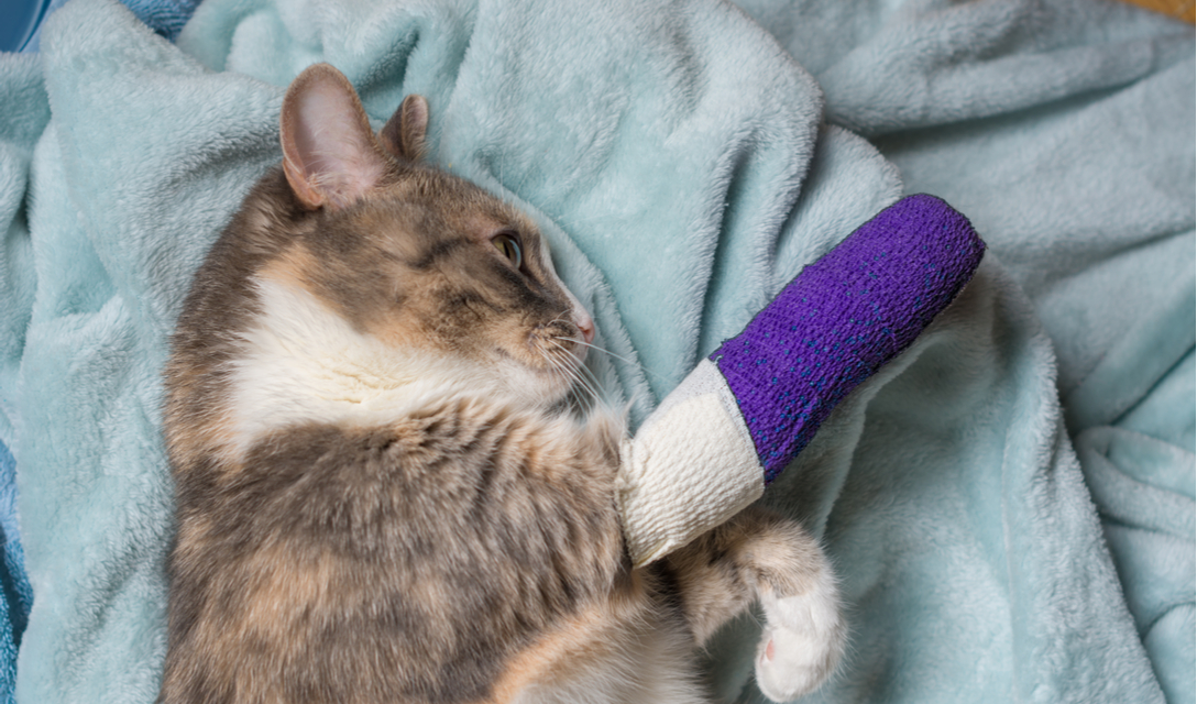 0b2d6a1ab8cc78564a4e79e5facaeeff5ad741f2 - Give Your Limping Cat a Hand: Remedies for Lameness