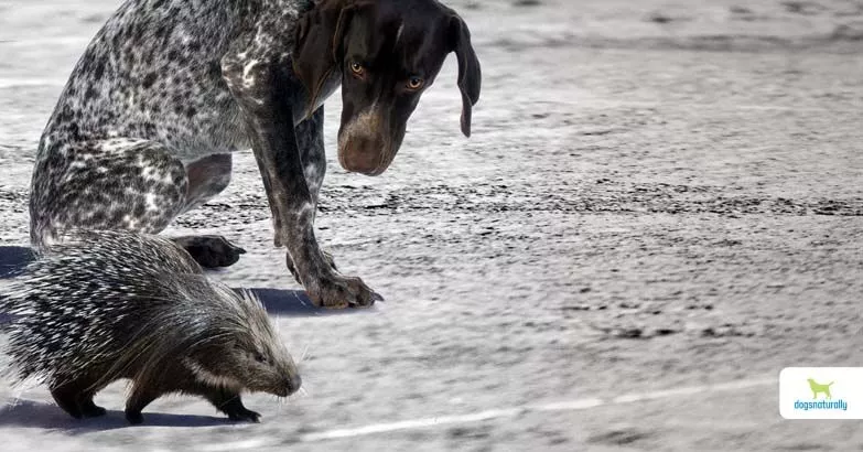 Right Way to Remove Porcupine Quills From Your Dog