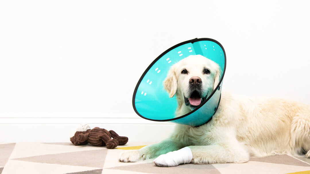 How to Care for Your Dog After Surgery