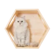 BUSYCAT Cat Shelf (Pine)