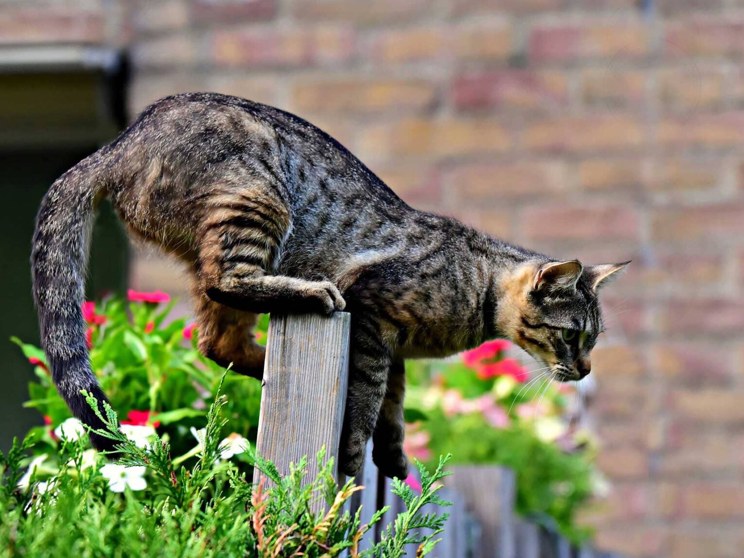PF Cat on Top of Fence 6f2be786 1973 4c85 b053 d9a168667cb7 1708x 1530x1148 - Humane Deterrents For Cats 2023