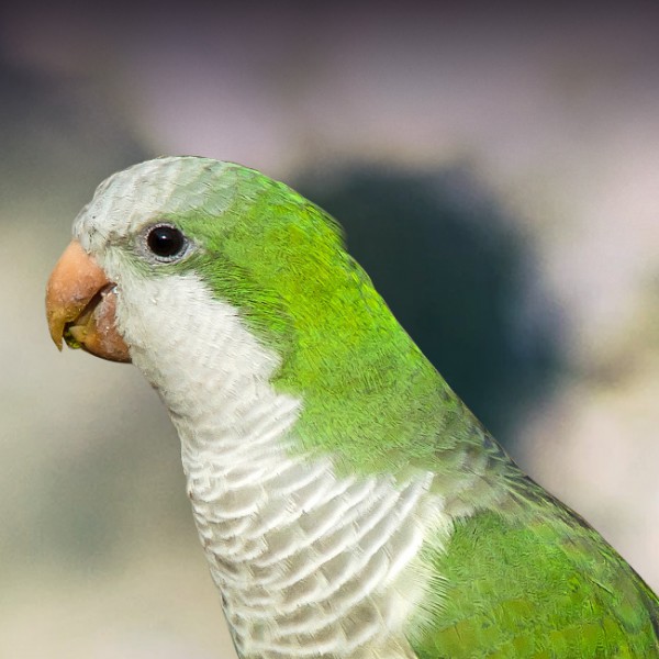 Quaker Parakeet - 10 Surprising and Fascinating Facts about Quaker Parrots You Might Not Know