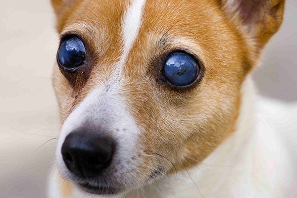 Helping Your Dog Cope With Vision Loss