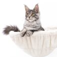 PetRebels – Cat Tree Turnpike 200 (Cream)