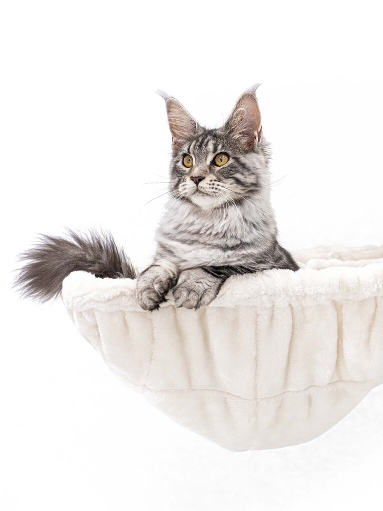 PetRebels – Cat Tree Turnpike 200 (Cream)