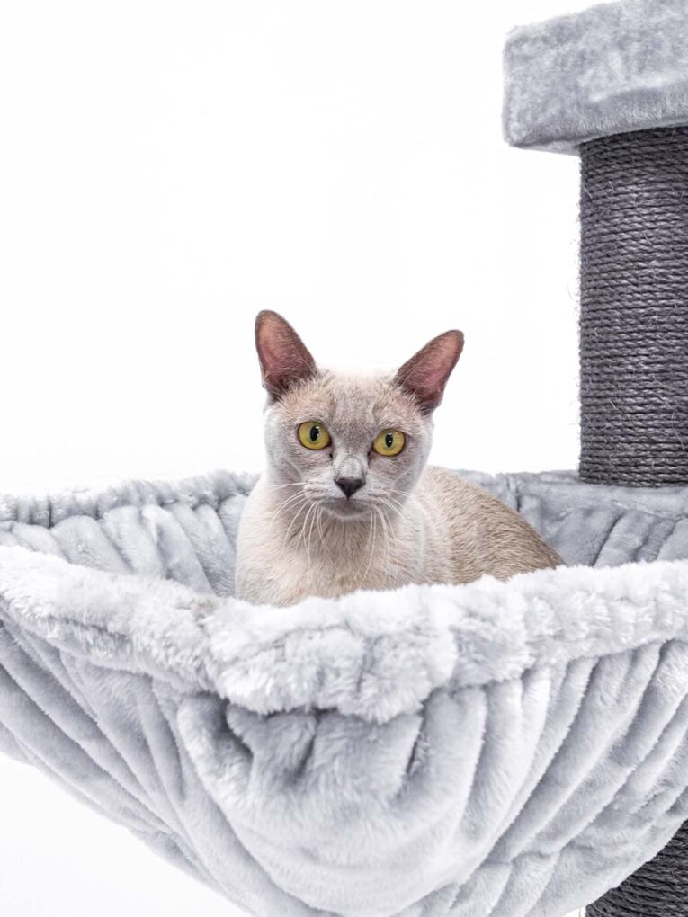 PetRebels – Cat Tree Turnpike 200 (Grey)