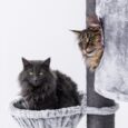 The CHARLOTTE CAT TREE Grey- 180 CM – XL