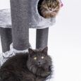 The CHARLOTTE CAT TREE Grey- 180 CM – XL