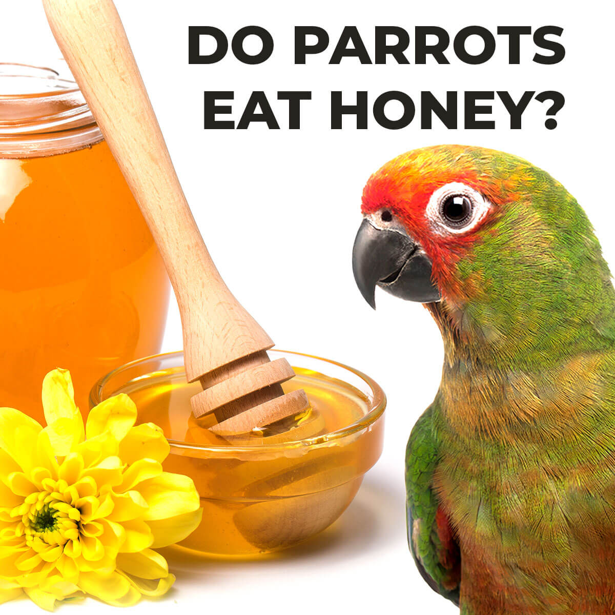 The Sweet Truth: Honey and Parrots—A Potentially Lethal Combination