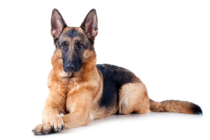 The German Shepherd | All You Need To Know