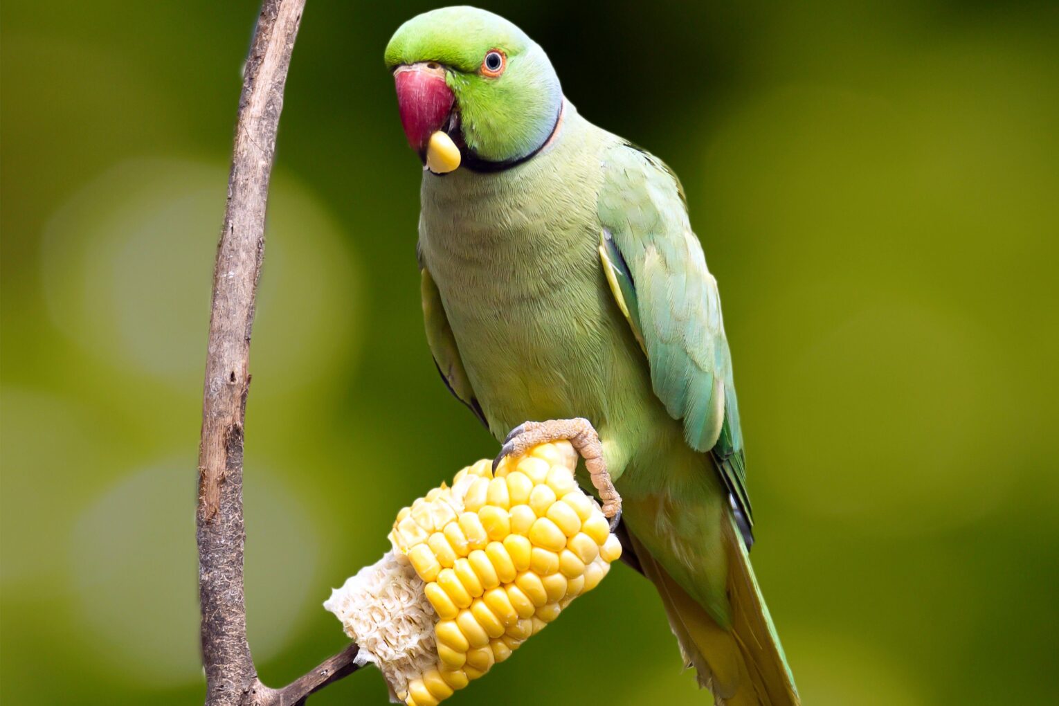 Which Vegetables Can Parrots Eat?