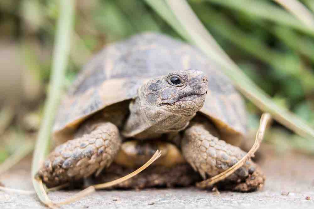 Signs of a Healthy Tortoise