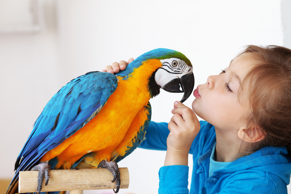 Kissing Your Pet Bird: Safety and Guidelines