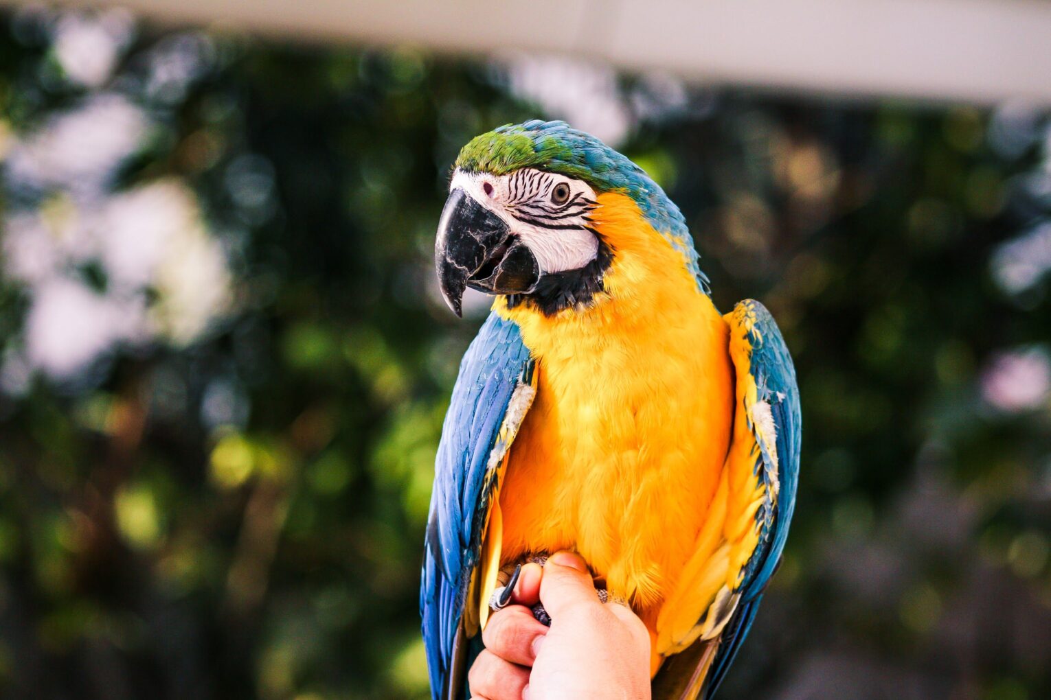 close up of hand holding a bird 1277291554 886920995ba54952b8105e128d859881 1530x1020 - Thinking of Getting a Parrot? | 6 Key Considerations
