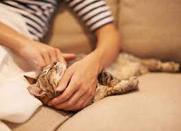 Showing Your Love: 10 Techniques for Bonding with Your Cat
