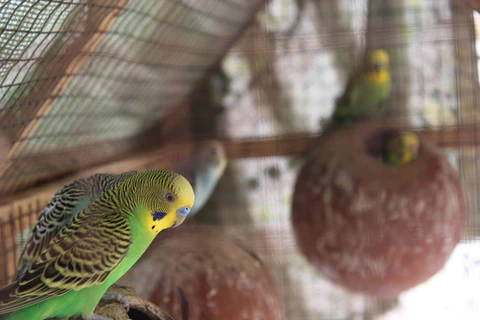 Budgie Grief: Signs and Support for Companion Loss