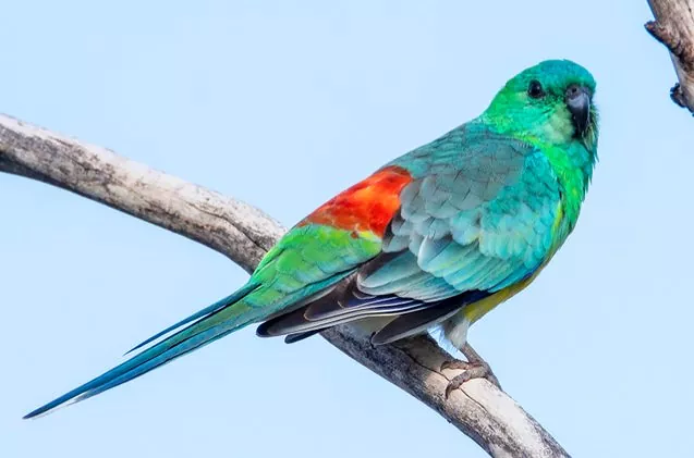 Red Rumped Parrots Unveiled: A Comprehensive Guide