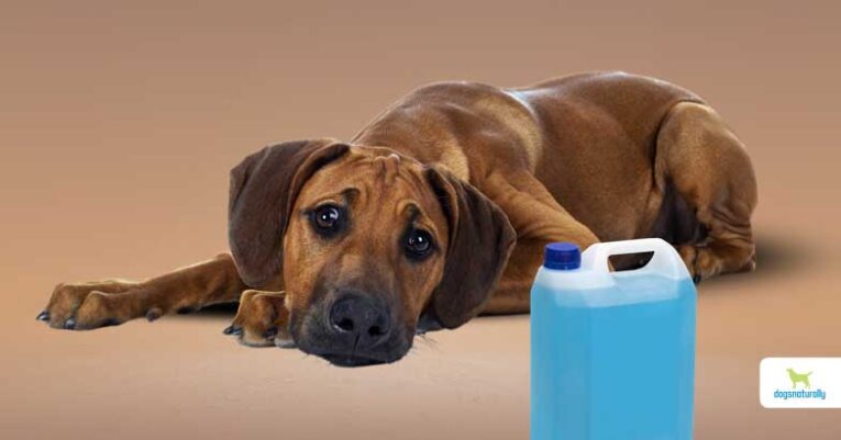 Antifreeze Poisoning in Pets - Petpalace.uk