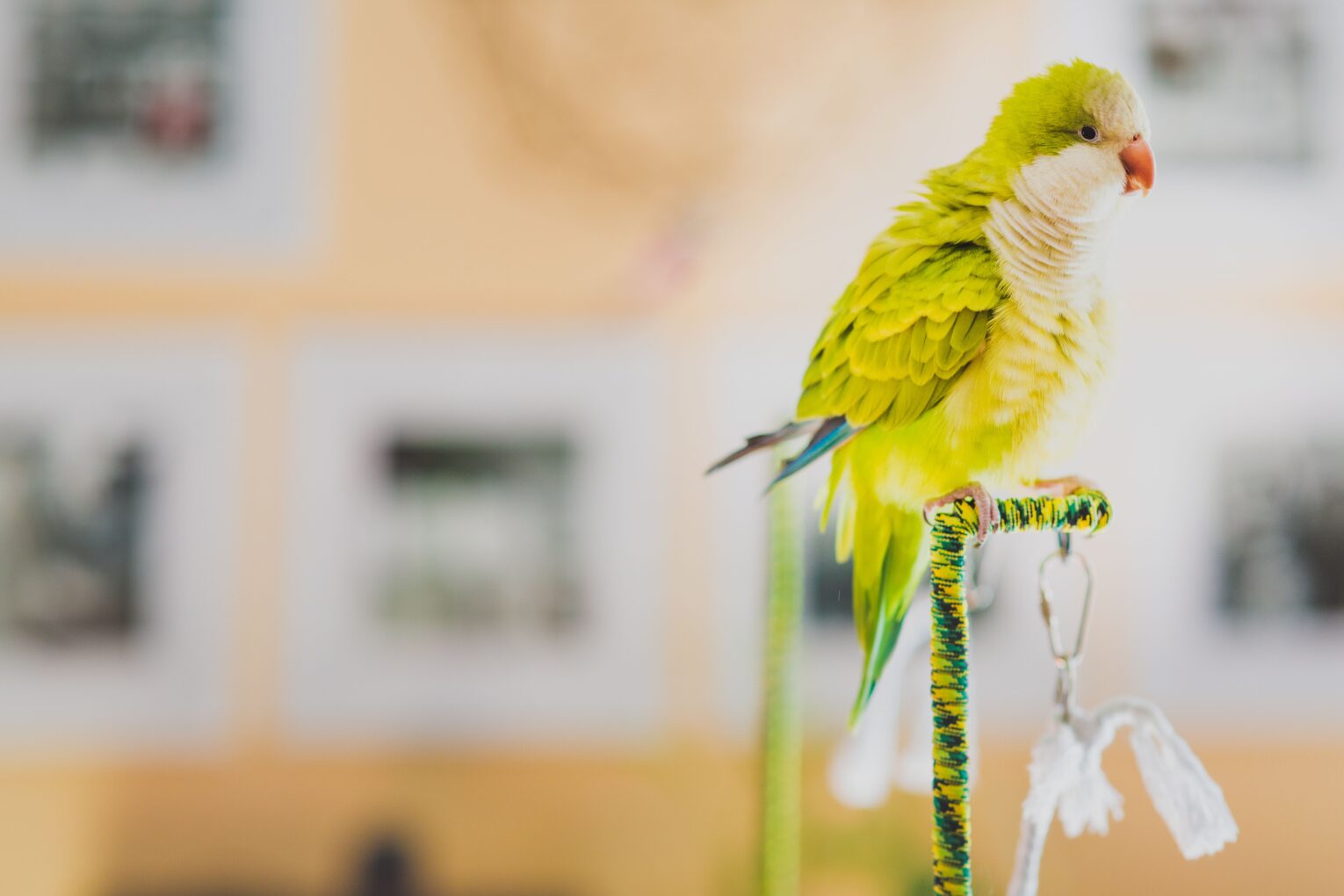 Is peppermint oil safe around parrots ?