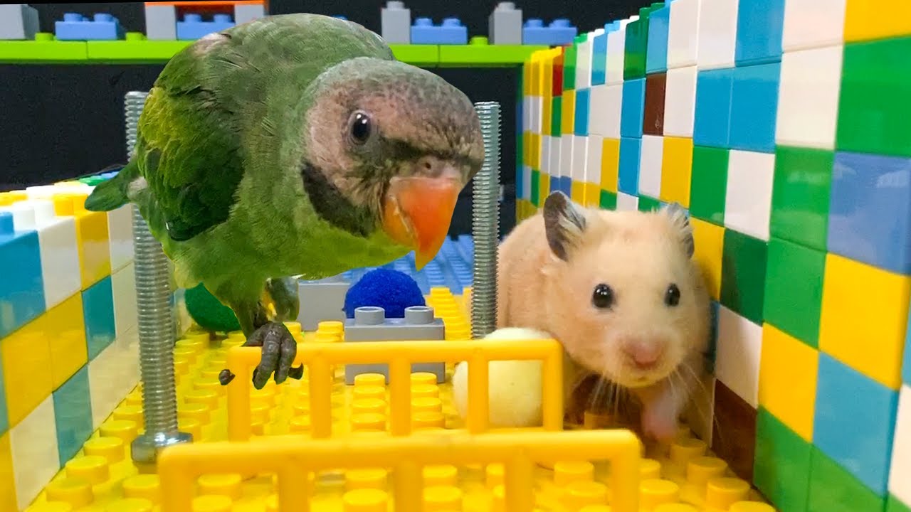Can Parrots Eat Hamster or Small Rodent Food? The Nutritional Facts