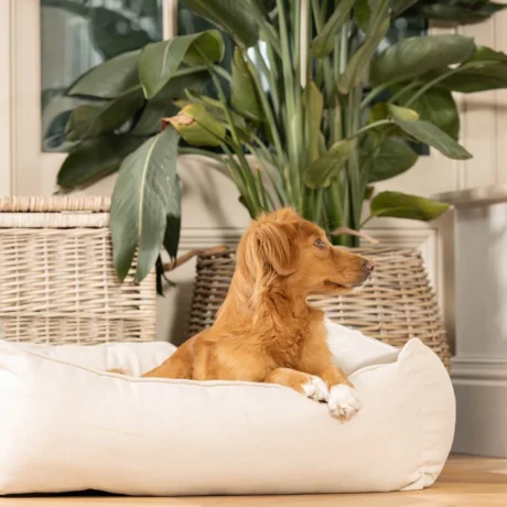 Savanna Bone Box Bed For Dogs