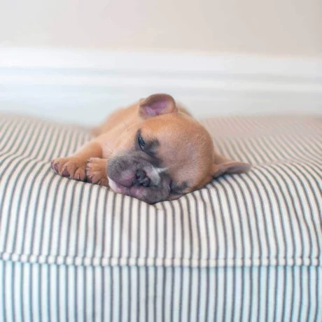 Dog Cushion in Regency Stripex