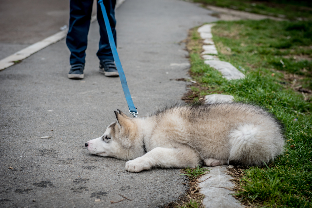 Confident Canines: Addressing Sudden Walk Refusals Near Home