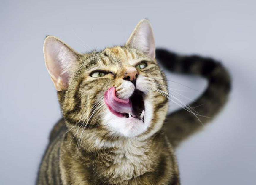 The Taurine Talk: The Essential Nutrient Your Cat Needs