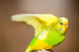 When Affection Becomes Concern: The Behavior of Parakeets
