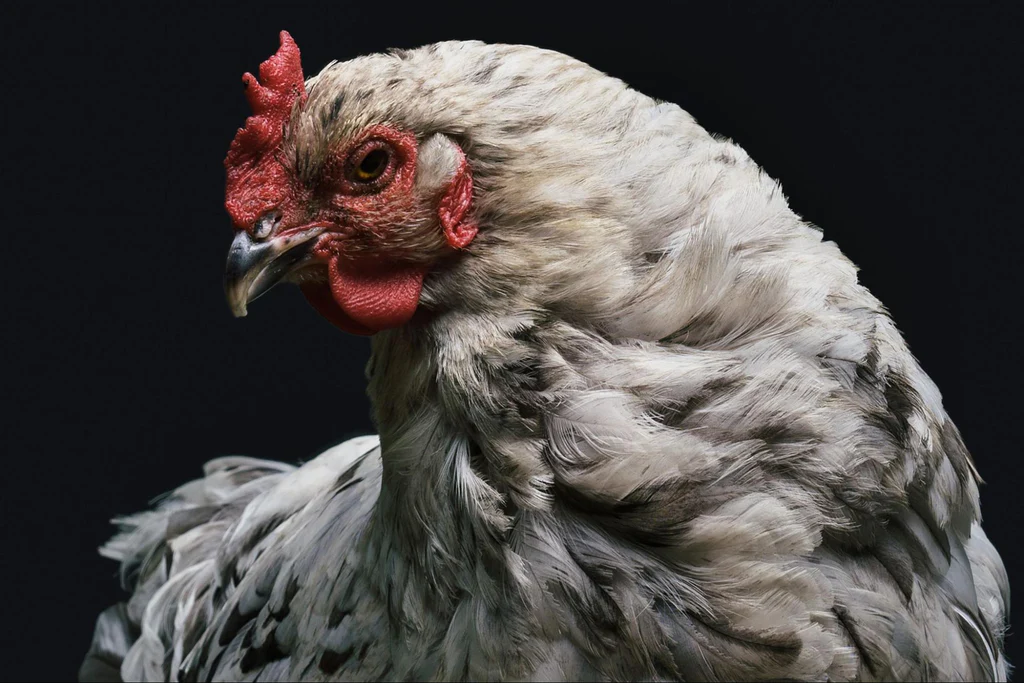 Unraveling Poultry Puzzles: Head Tilting in Chickens
