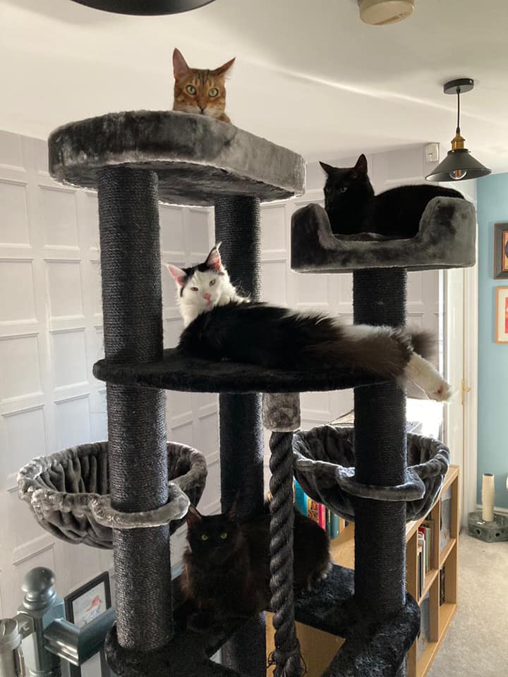Introducing Your Maine Coon to a New Cat Tree: Tips and Tricks