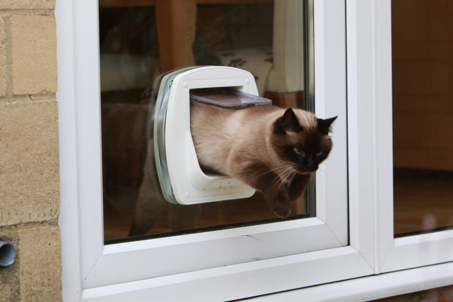 Cat Flap Fears: Easing Your Cat’s Anxiety