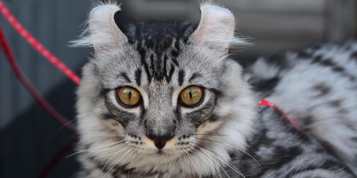 Unraveling the Charm of the American Curl Cat Breed