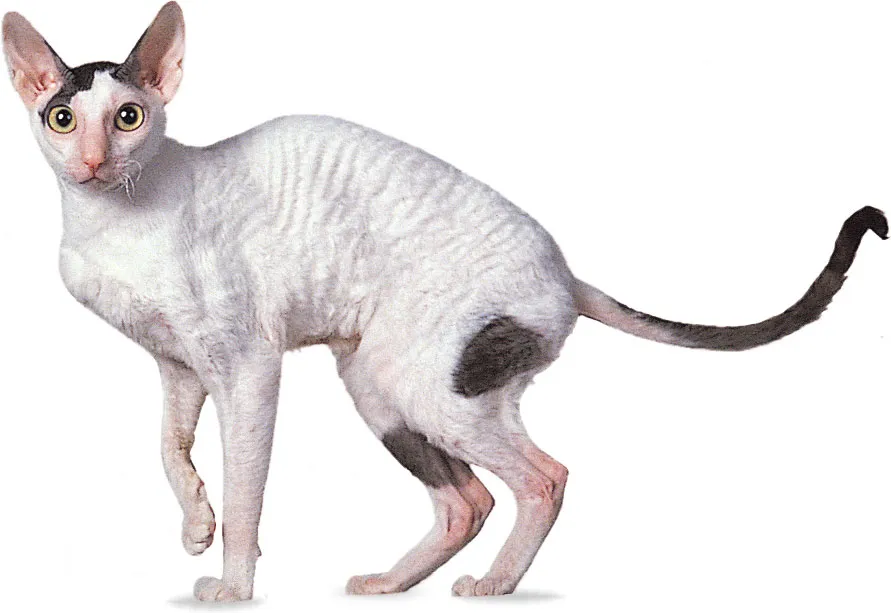Best Cat Trees For A Cornish Rex Cat Breed